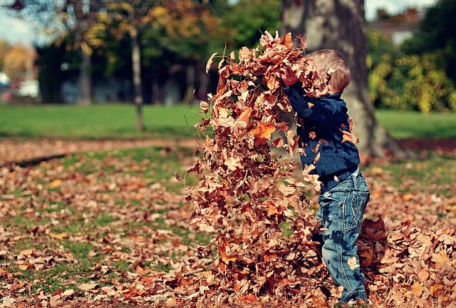 Preschool boy playing in the leaves.