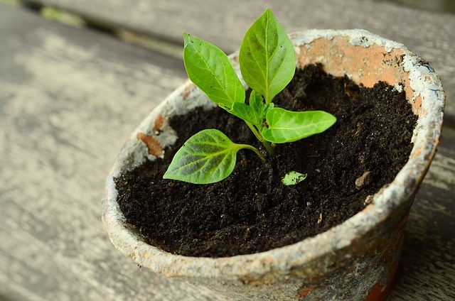 A small plant in a pot growing into a beautiful harvest.