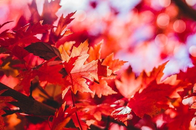 Red leaves in fall.