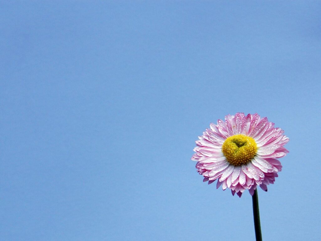 purple flower