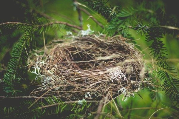 bird's nest that is empty