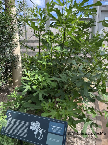 Fig Tree at the Creation Museum