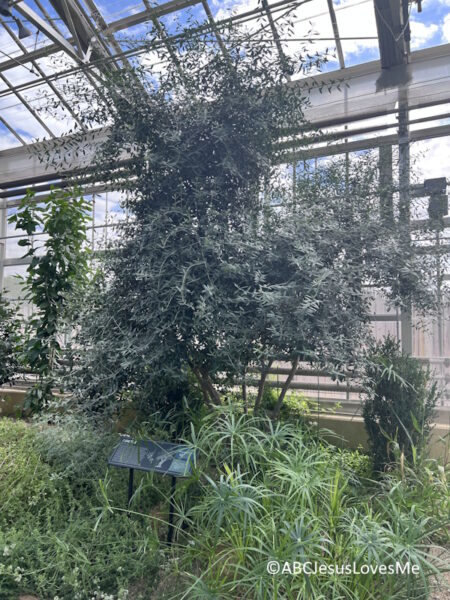 Olive Tree at the Creation Museum